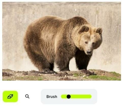 Urso gigante