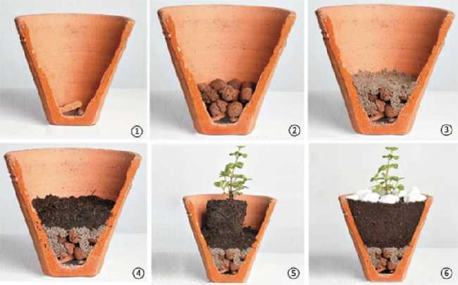modo de plantar em vasos2
