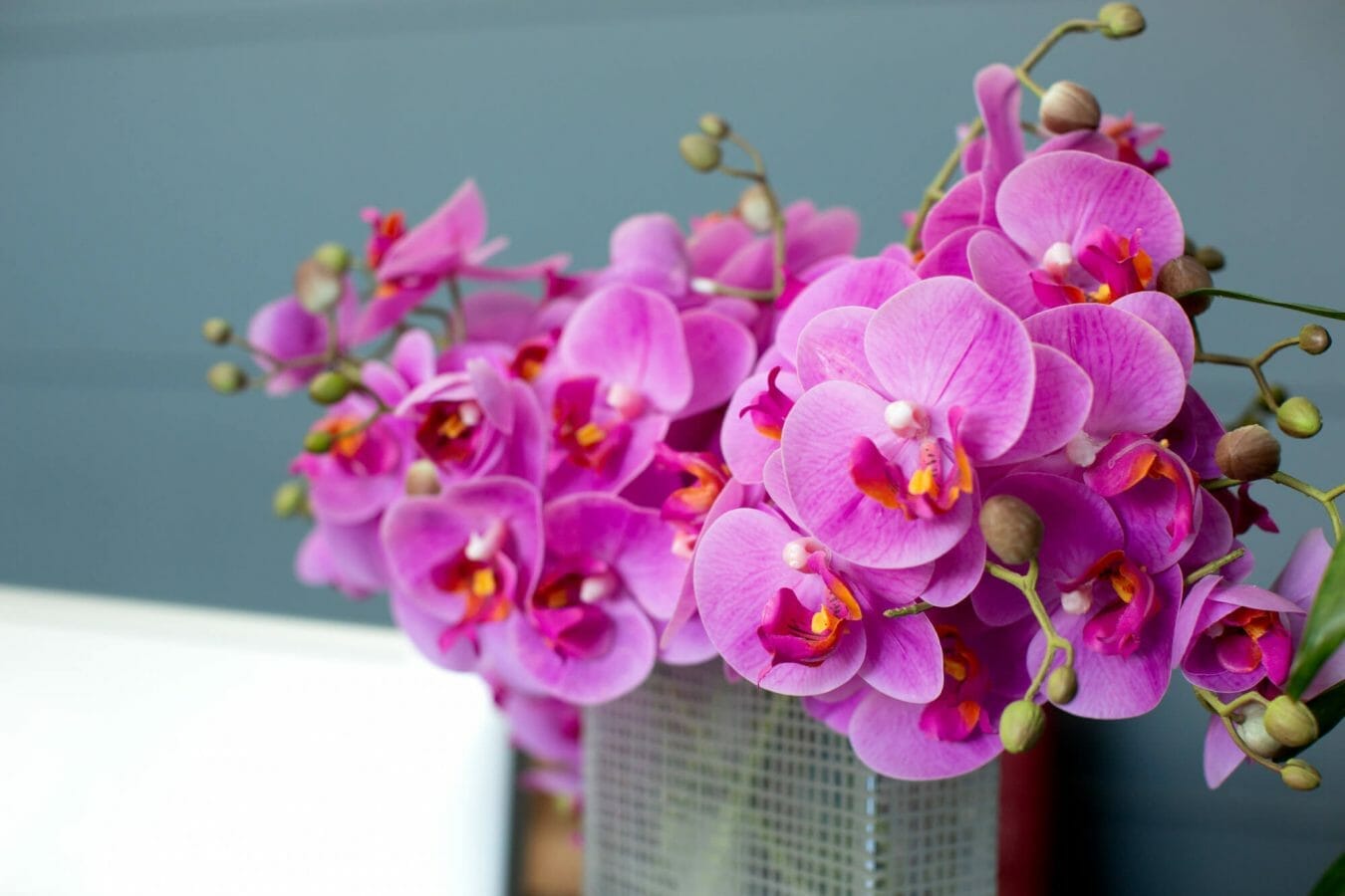 A orquídeas Phalaenopsis: Uma beleza exótica para o seu lar