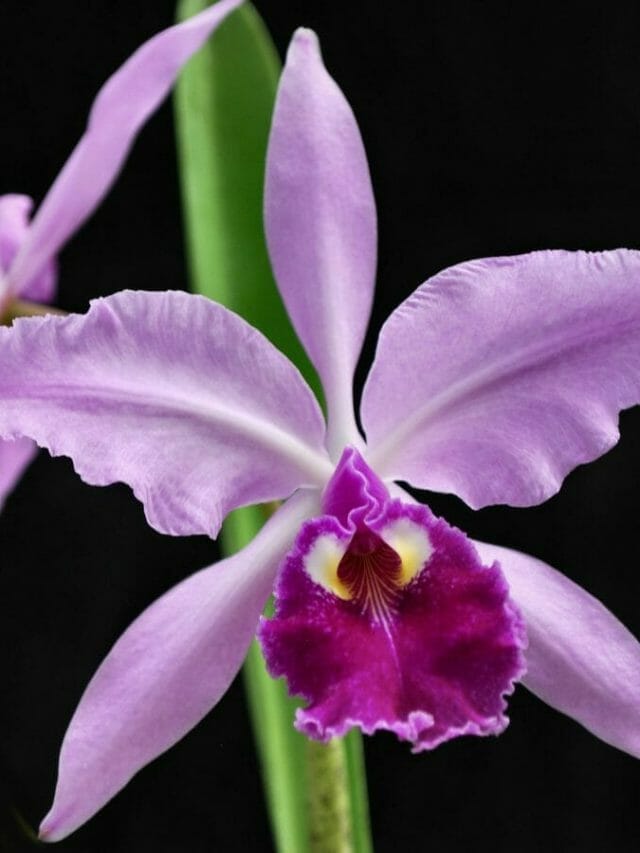 Orquídeas Doentes: Como Resolver os Problemas!