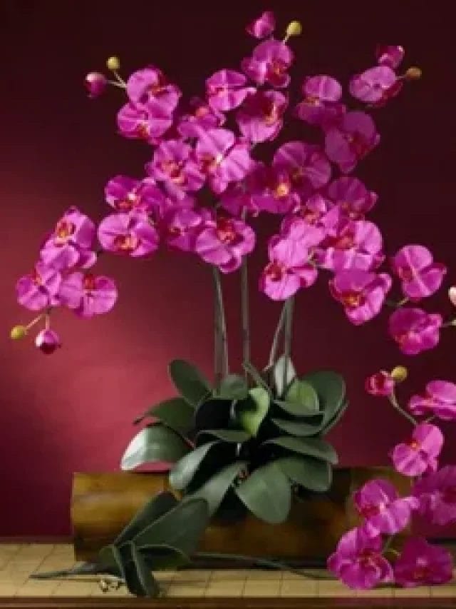 Orquídea no Feng Shui: Simbolismo e Dicas de Decoração